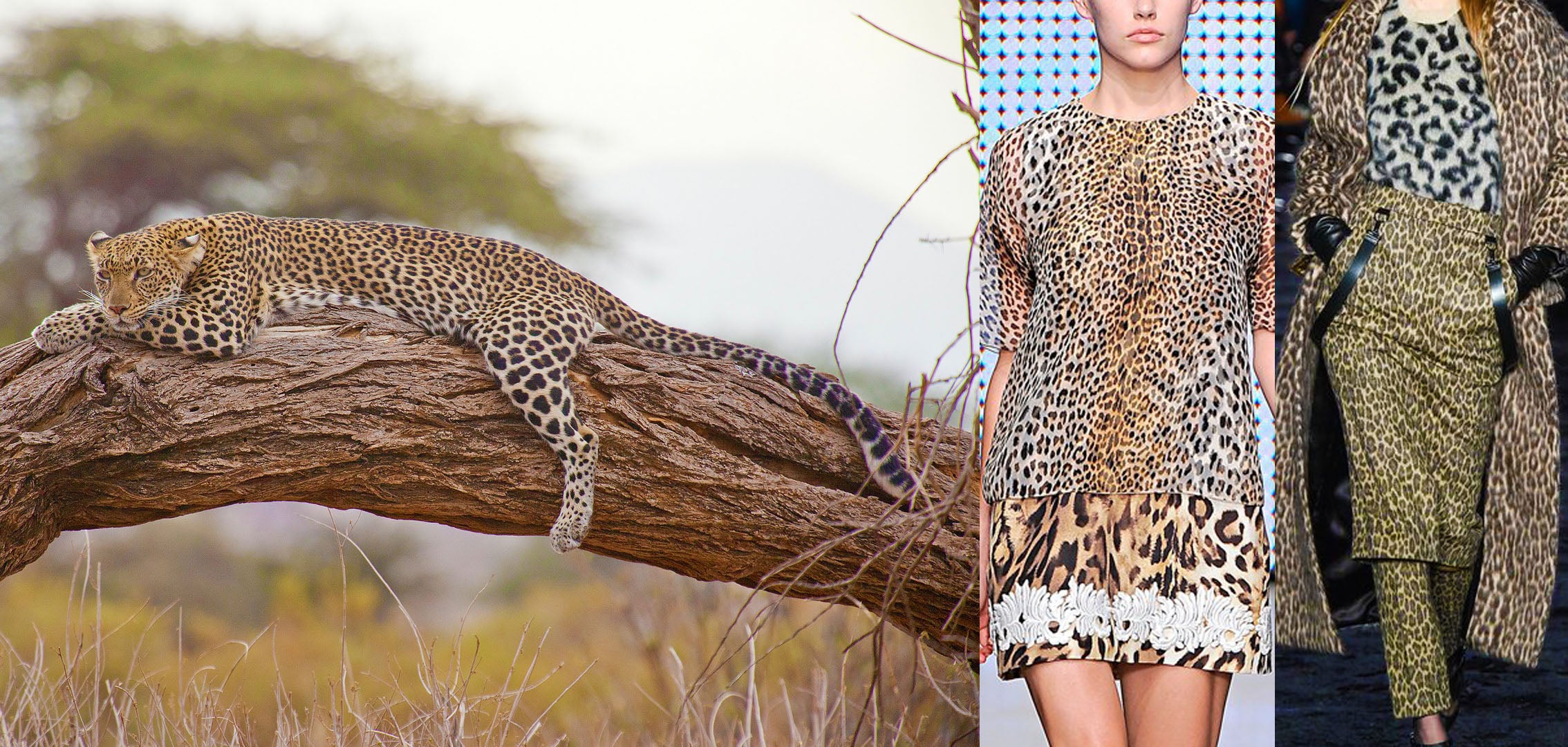 Leopard Print Clothing, Leopard Print