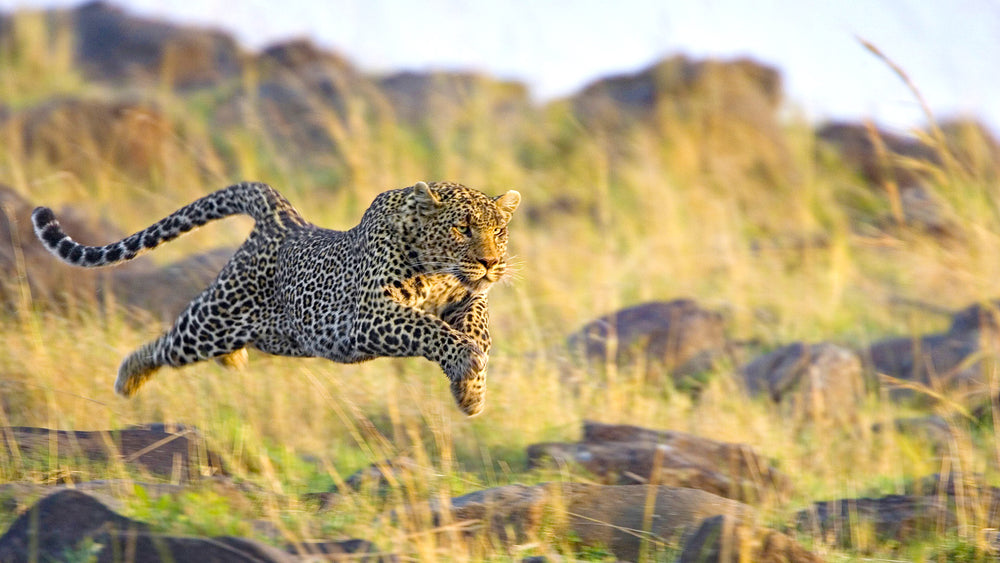 LPRD is fast like a leopard