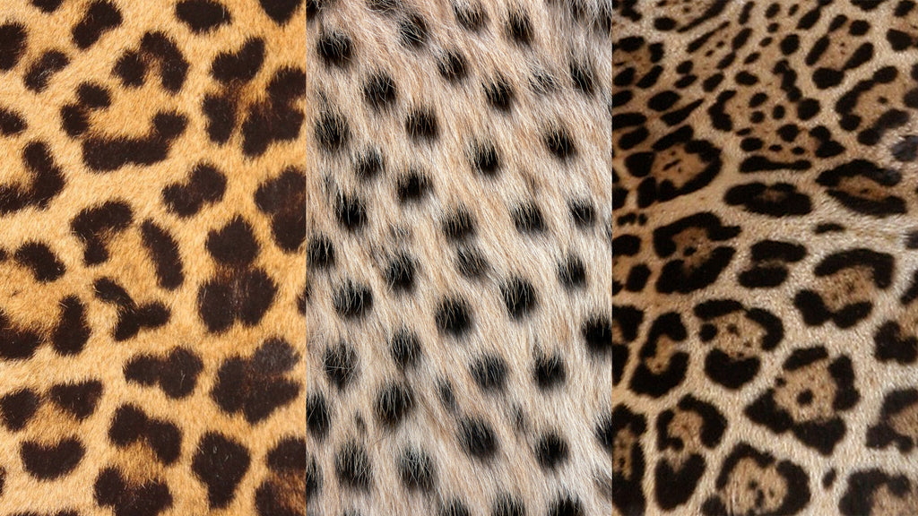 Different animal print patters, leopard, cheetah and jaguar.