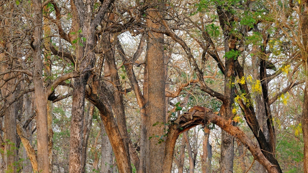 Leopard hidden in the trees