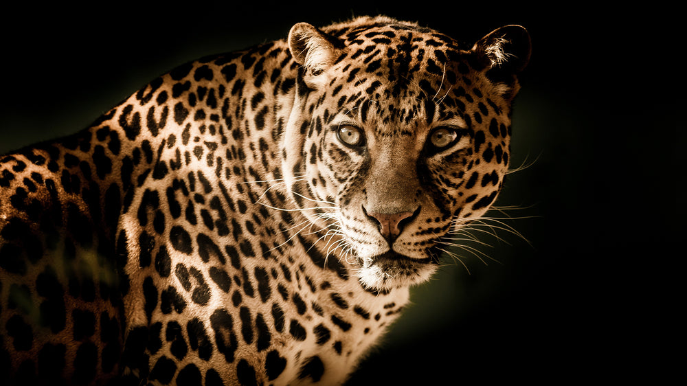 The leopard and five fun facts about this big cat you didn't know